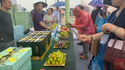 規(guī)劃建設(shè)蜂糖李產(chǎn)業(yè)10萬(wàn)畝 渠縣將打造&ldquo;中國(guó)蜂糖李之鄉(xiāng)&rdquo;